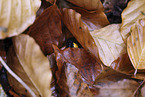fire salamander