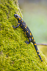 fire salamander