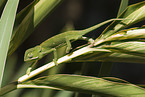flap-necked chameleon