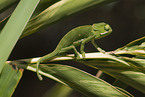 flap-necked chameleon
