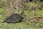 Florida red-bellied cooter