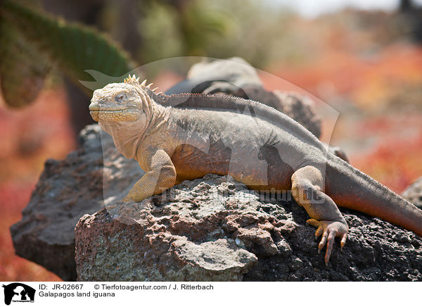 Drusenkopf / Galapagos land iguana / JR-02667