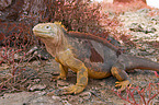 Galapagos land iguana