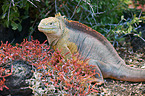 Galapagos land iguana