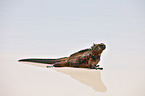 marine iguana
