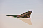 marine iguana