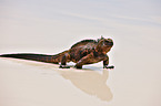 marine iguana