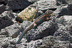 marine iguana