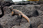 marine iguana
