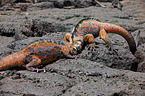 marine iguanas