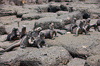marine iguanas