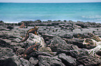 marine iguanas
