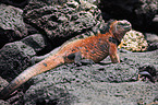 marine iguana