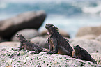 marine iguanas