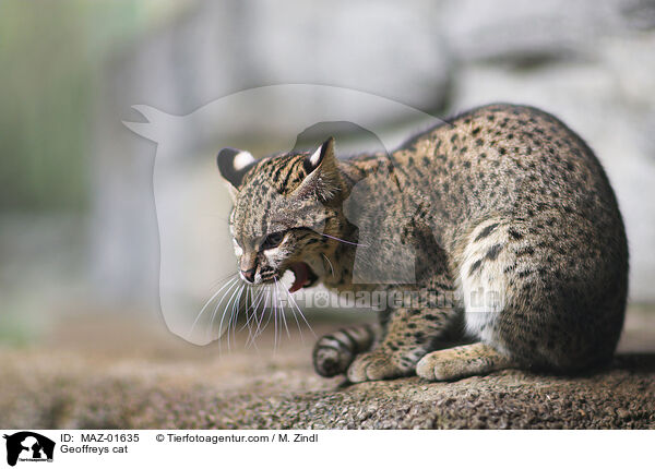 Kleinfleckkatze / Geoffreys cat / MAZ-01635