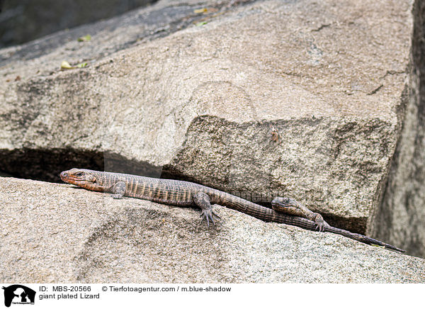 Riesen-Streifenschildechse / giant plated Lizard / MBS-20566