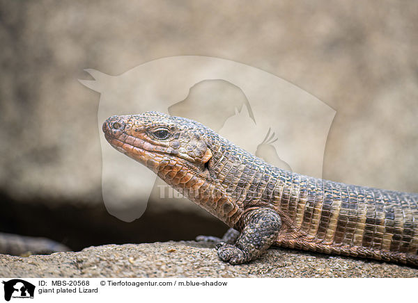 Riesen-Streifenschildechse / giant plated Lizard / MBS-20568
