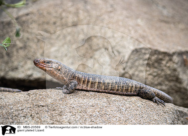 Riesen-Streifenschildechse / giant plated Lizard / MBS-20569