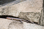 giant plated Lizard