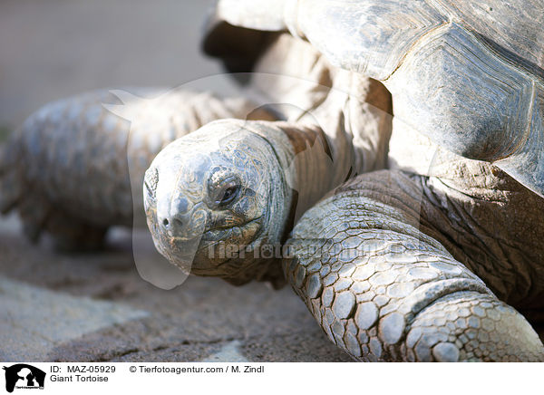 Riesenschildkrte / Giant Tortoise / MAZ-05929