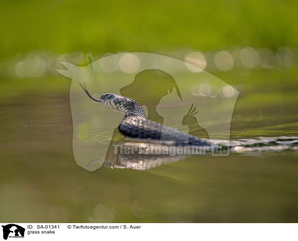 grass snake / SA-01341