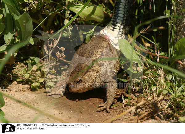 ring snake with toad / RR-02649