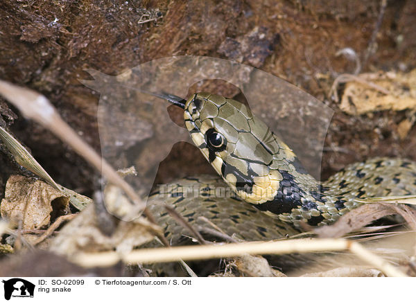 Ringelnatter / ring snake / SO-02099