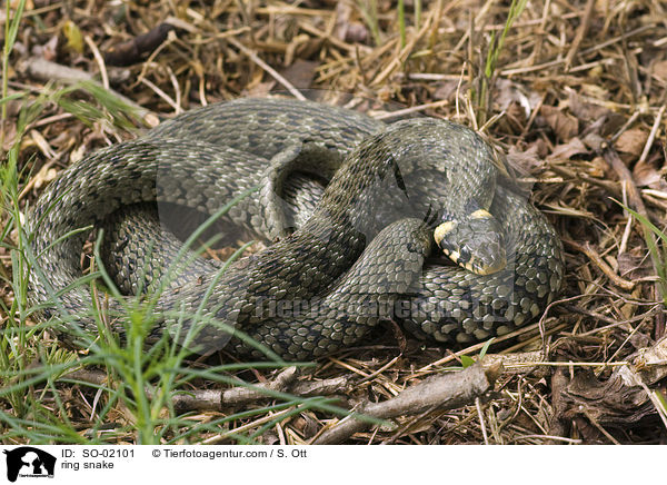Ringelnatter / ring snake / SO-02101
