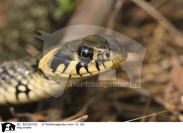 Ringelnatter / ring snake / SO-02103