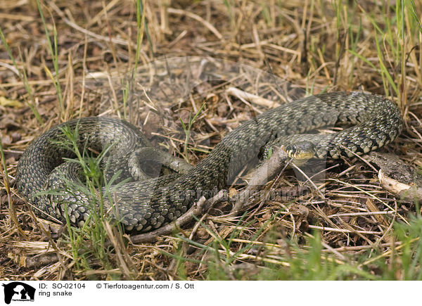 ring snake / SO-02104