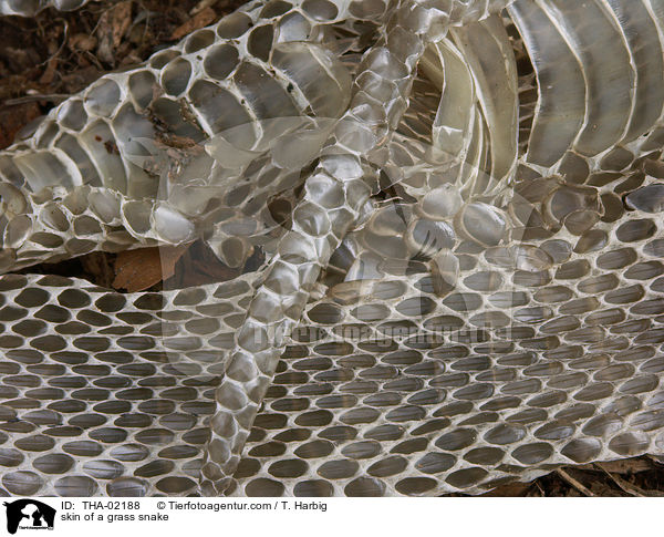 Haut einer Ringelnatter / skin of a grass snake / THA-02188