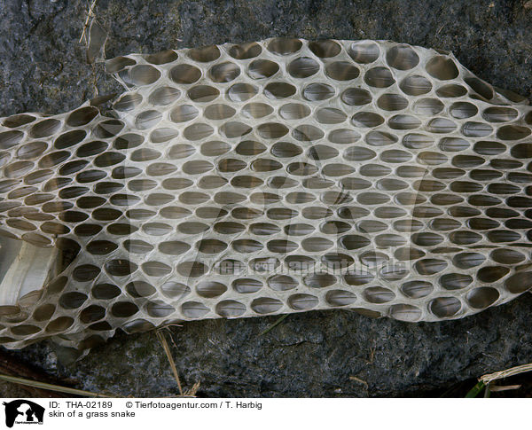 Haut einer Ringelnatter / skin of a grass snake / THA-02189