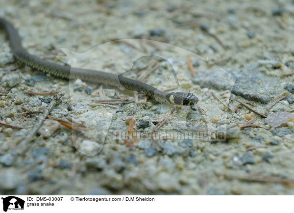 Ringelnatter / grass snake / DMS-03087