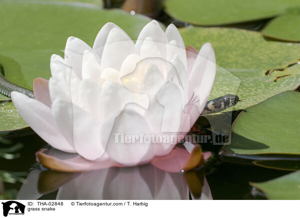 Ringelnatter / grass snake / THA-02848