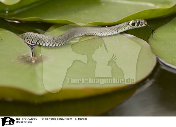 grass snake / THA-02969
