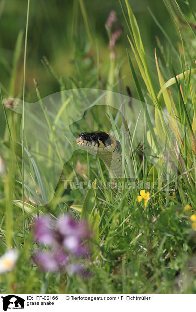 grass snake / FF-02166