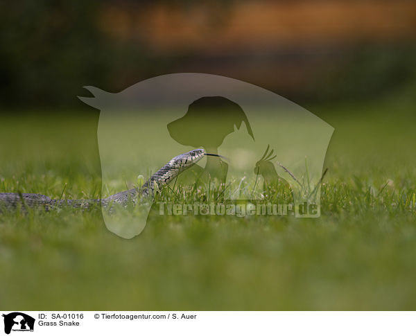 Ringelnatter / Grass Snake / SA-01016