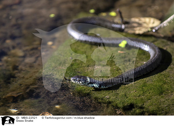 Grass Snake / MBS-22521