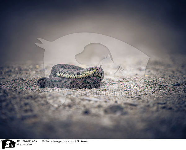 Ringelnatter / ring snake / SA-01412