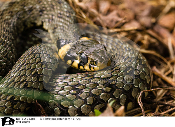 Ringelnatter / ring snake / SO-03285
