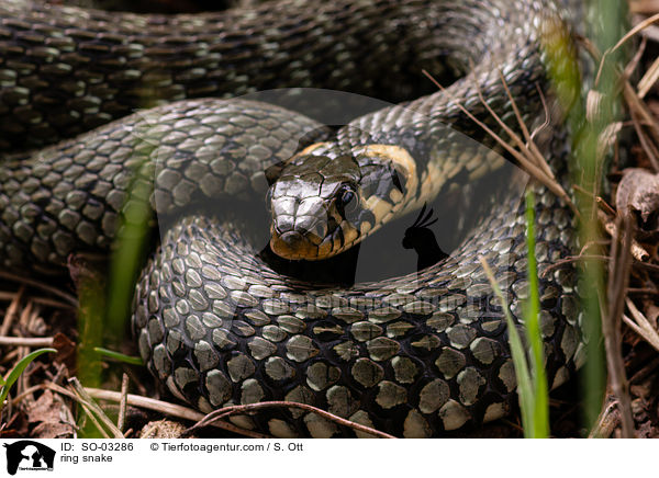 Ringelnatter / ring snake / SO-03286