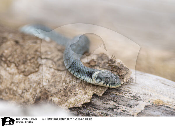 Ringelnatter / grass, snake / DMS-11938