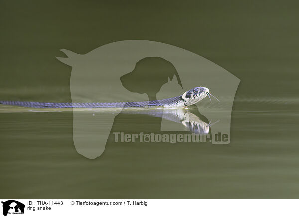 Ringelnatter / ring snake / THA-11443