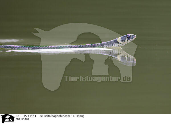 Ringelnatter / ring snake / THA-11444