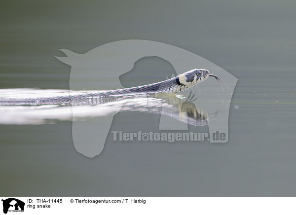 Ringelnatter / ring snake / THA-11445