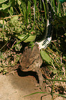 ring snake with toad
