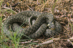 ring snake