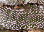skin of a grass snake