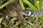 grass snake eats toad