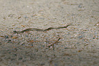 grass snake
